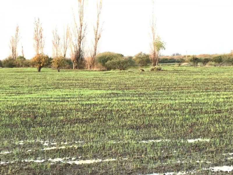 Agricola en Venta en  Parral, Linares