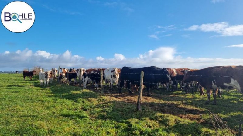 Terreno en Venta en  Los Muermos, Llanquihue