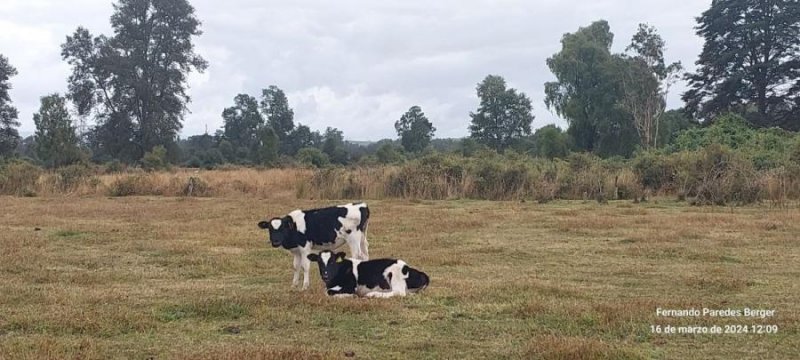 Vendo campo, Agricola Ganadero de 49 hectareas, muy cerca de la comuna de Fresia sur de Chile