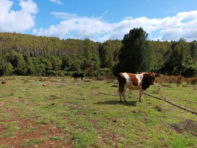 Agricola en Venta en Fresia Fresia, Llanquihue