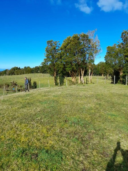 VENDO - CAMPO DE 59,5HA EN QUELLON