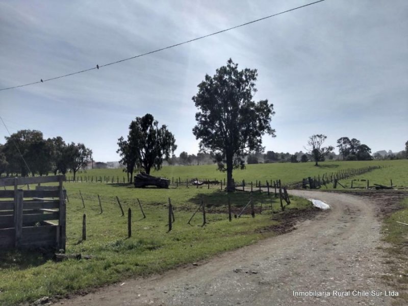 En venta  Campo limpio de 70 hectareas en la comuna de Maullin en el sur de Chile