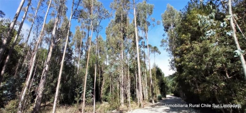 Se vende campo plano de 105 hectareas para lotear sector de Chamiza comuna de Puerto Montt