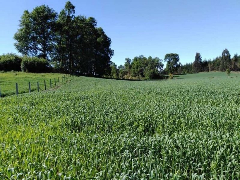 Agricola en Venta en Rural Lautaro, Cautin