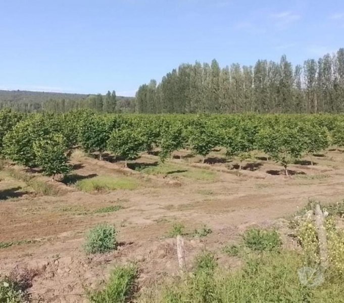 Agricola en Venta en Agricola Longaví, Linares