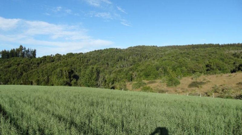 Parcela en Venta en  Fresia, Llanquihue