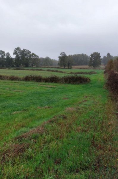 Agricola en Venta en Lago Ranco Lago Ranco, Valdivia