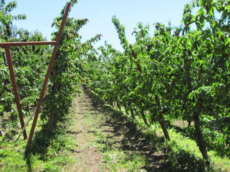 Agricola en Venta en  Linares, Linares