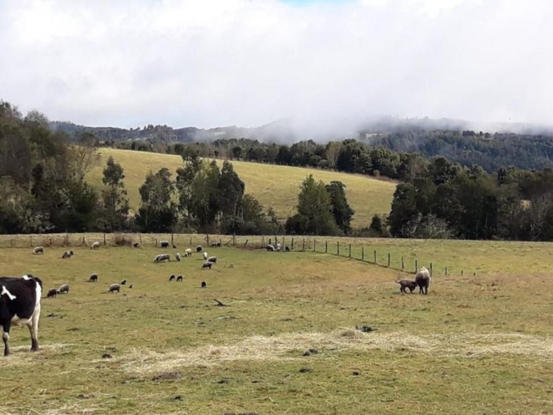 Terreno en Venta en  Sector Las Cuyas, Llanquihue