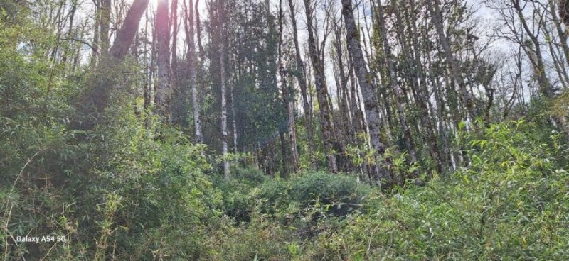 Agricola en Venta en  Panguipulli, Valdivia