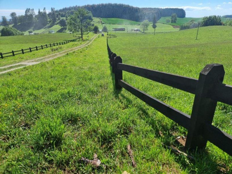 Venta parcelas Lago Ranco- Fundo Mirador