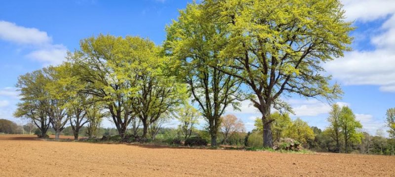 Loteo en Venta en  Frutillar, Osorno