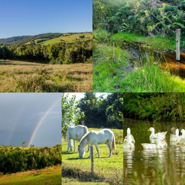 Venta predio rural Palihue - Los Muermos