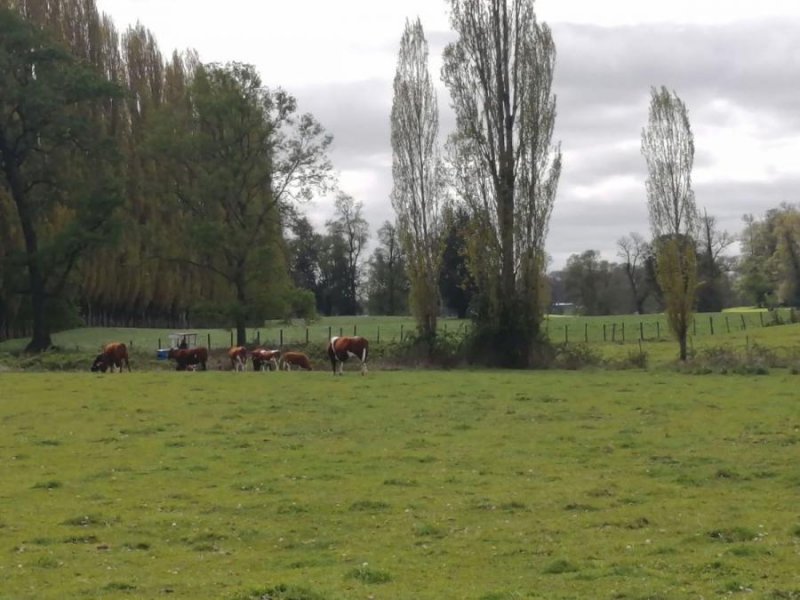 Agricola en Venta en Caupolicán San Pablo, Osorno