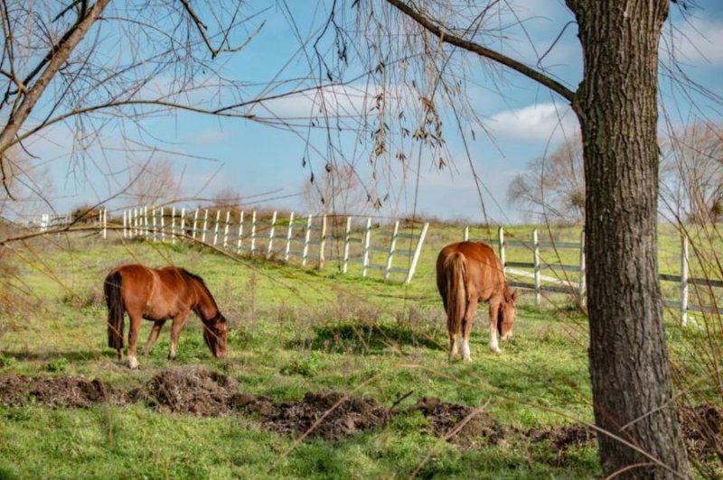 Parcela en Arriendo en Pangue Abajo San Rafael, Talca